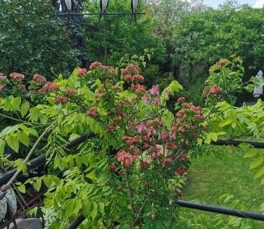 Robertsau House | Petit Nid