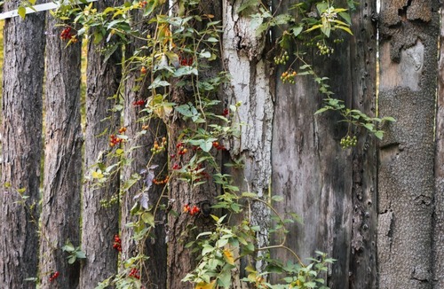 Town of Sempronius Cabin | Petticoat Junction at Turn Back Time