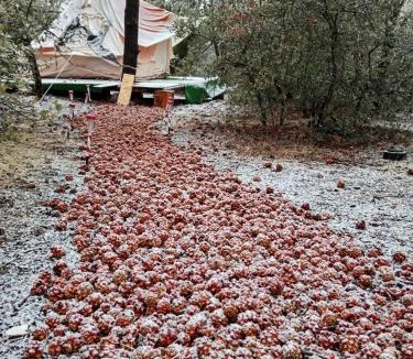 Tecate Municipality Other | Piñoneras del cóndor