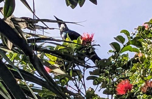 Onerahi Apartment | Pilgrim's Rest