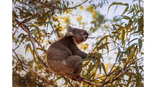 Wangoom House | Pine Hill Tiny House by Tiny Away