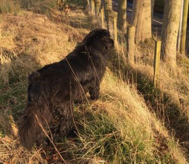 Falkirk House | Pirnie Lodge Holiday Lets