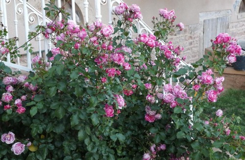 Saint-Julien Bed & Breakfast | Pivoines