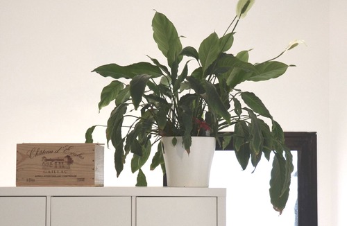 Bouguenais Apartment | Plaisance Apartments & Suites - Bouguenais Apt