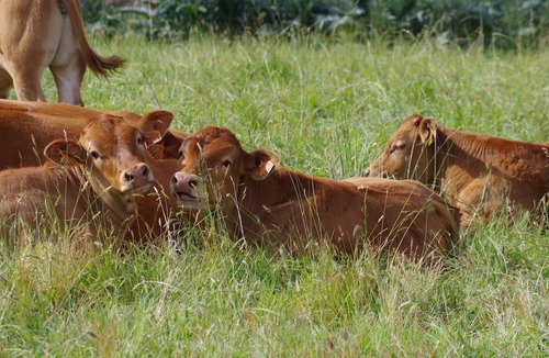 Cenac-et-Saint-Julien House | PLEASANT GITE WITH PRIVATE POOL