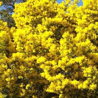 Le Grand-Village-Plage House | Pomme de Pin et Mimosa