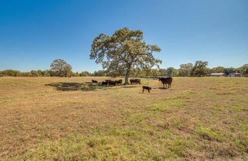 Van House | Pond & Grazing Cattle! Rural Getaway Near Van