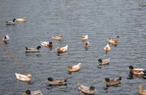 Matamata Bed & Breakfast | Poplar Creek