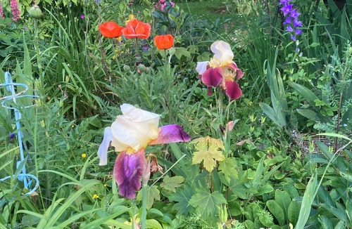 Orgeval Apartment | poppies 1