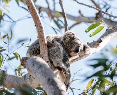 One Mile Resort | Port Stephens Koala Sanctuary
