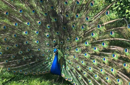 Hautot-Saint-Sulpice Villa | Pressoir du bois gribout
