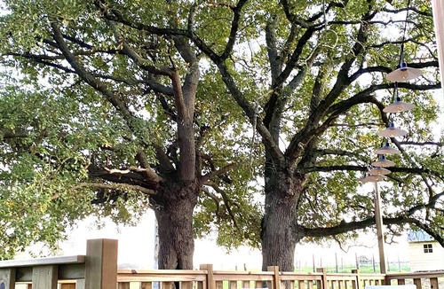 Cholet Cottage | Pretty Tiny House under the big trees, near Puy du Fou swimming pool!