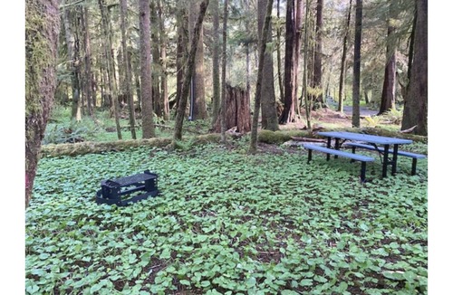Forks RV Rental | Primitive Tent Site #9- Beautiful Forested Property