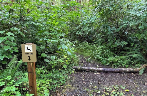 Forks RV Rental | Primitive Tent Site in Enchanted Rain Forest - Site #1