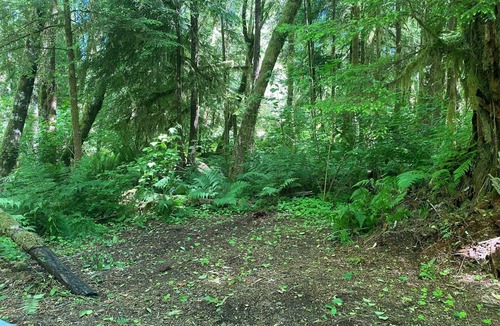 Forks RV Rental | Primitive Tent Site in Enchanted Rain Forest - Site #18