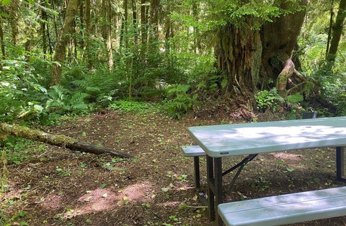 Forks RV Rental | Primitive Tent Site in Enchanted Rain Forest - Site #18