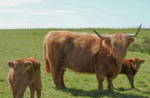 Gigha House | Primrose Cottage