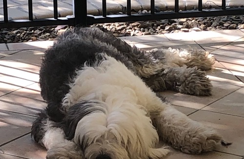 Tewantin House | Private home with pool