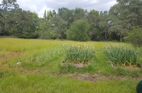 Granite Bay House | Private Lake Flower Farm 100 acres