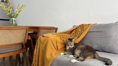 Pemecutan Kelod House | Private Room in a Shared House