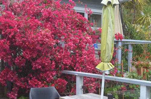 Torbay Apartment | PRIVATE STUDIO