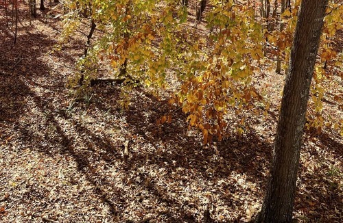 Andersonville Cabin | Private wooded log cabin -three minutes to Norris Lake