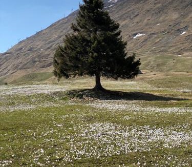 Andermatt Bed & Breakfast | Privatzimmer/bed & breakfast