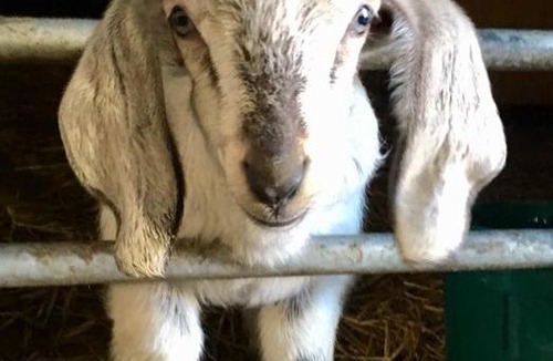 John O'Groats Bed & Breakfast | Puffin Cottage