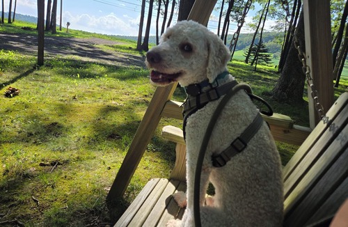 Friendsville House | Pup Paradise by Wisp & Deep Creek Lake- Firepit, Pool, Gym, King Bed, Dogs-ok