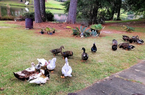 Level Plains House | Quacking Pines is a great clean and spacious place :)