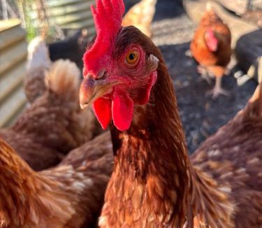 Portland House | Queensly Cottage