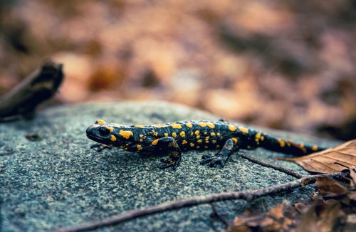 Valpaja Apartment | Quiet apartment in the Gravone valley, Peri plain.