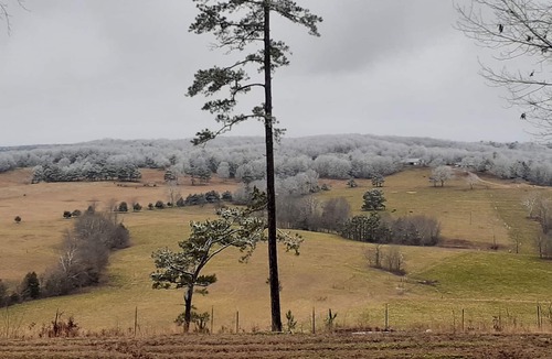 Licking House | Quite beautiful pine forest vista overlooking the Big Piney River.