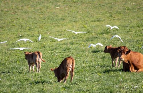 Saint-Angeau Villa | Résidence Campagne Charentaise