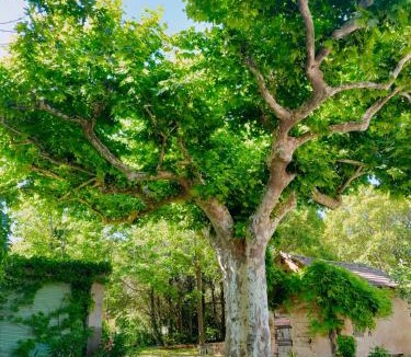 Plan-d'Orgon Bed & Breakfast | Rêve d’Emma