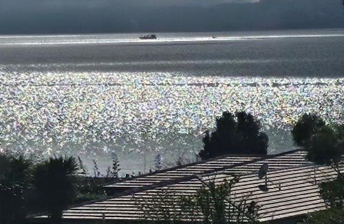 Whakatiwai Other | Rainbow Rose