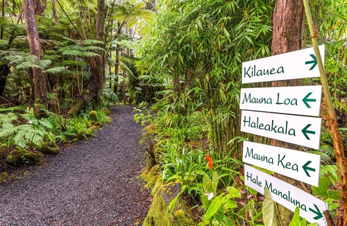 Volcano Bed & Breakfast | Rainforest Retreat in Volcano Village