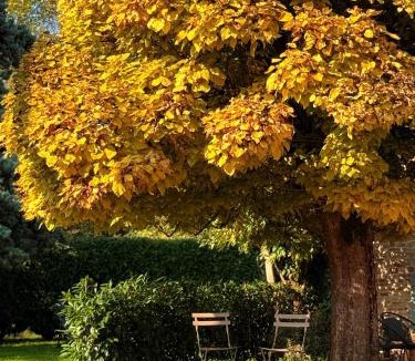 Clesse Bed & Breakfast | Raisin Vert