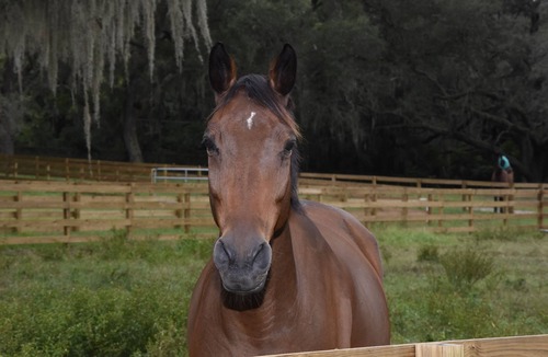 Fairvilla House | Ranch Style Mansion