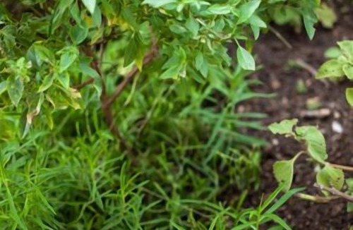 Langkawi Villa | RANIS LODGE ANGAH & BREAKFAST