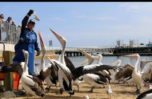 San Remo House | Relax in San Remo Pets Welcome