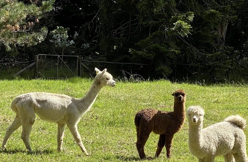 Burrawang House | Relaxing at acreage farmhouse