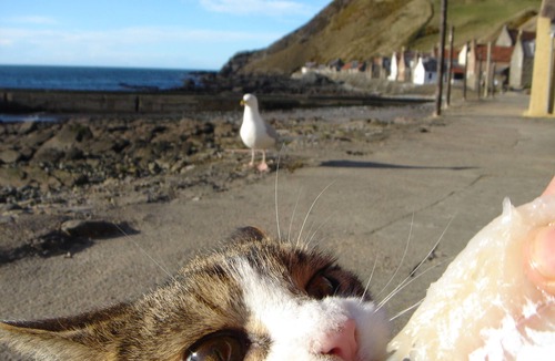 Banff Cottage | Relaxing Historic Cottage