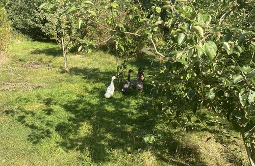 Thornton-le-Moors Cottage | Remarkable 1-Bed Cottage in CHESTER