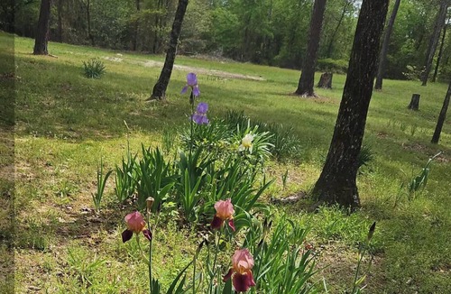 Athens Cabin | Remote 1 Bedroom Cabin with High Speed Internet and Amenities