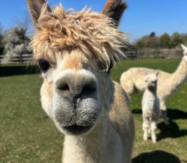 Ford House | Rife Lodges