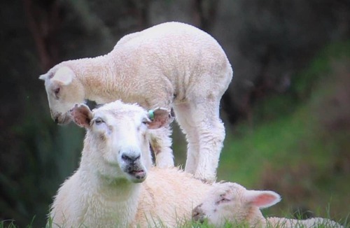 Waitomo District Cabin | Ripples Retreat Book Both Cabins