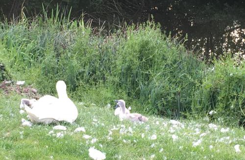 St Neots Apartment | River Ground Floor Apartment - 70 Skipper Way