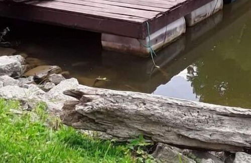 South Rockwood Condo | Riverfront Retreat! #2/Fish/Hunt