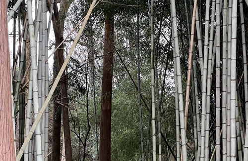 McComb House | “River’s Edge”, a secluded river- front, 2 bed 2 bath cottage in bamboo forest.